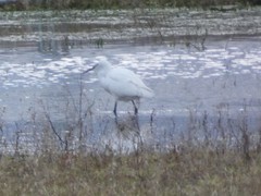 Egretta garzetta