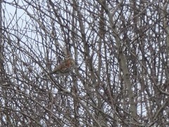 Turdus iliacus