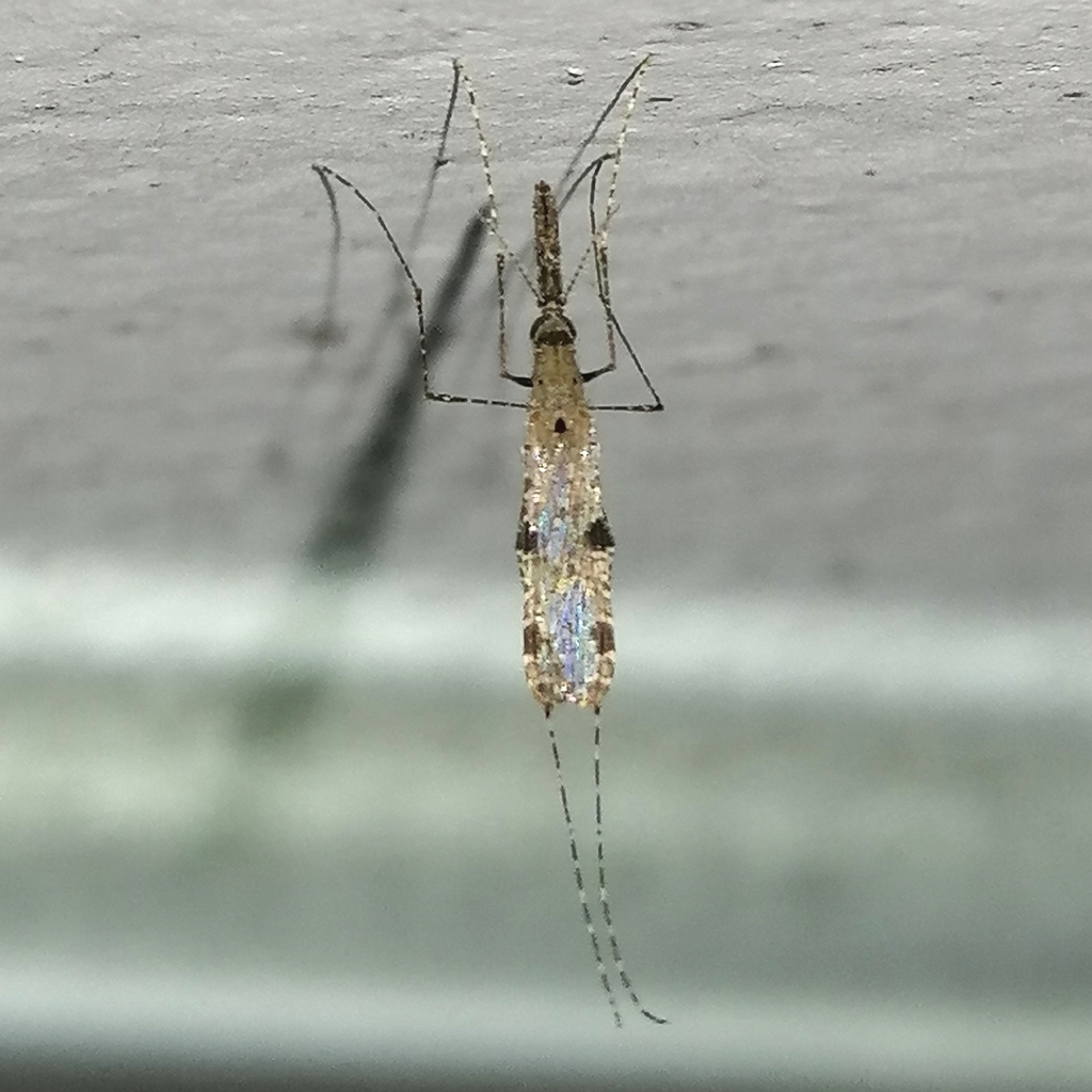Anopheles neomaculipalpus