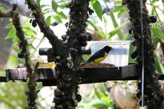 Euphonia chlorotica