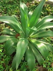 Agave desmettiana