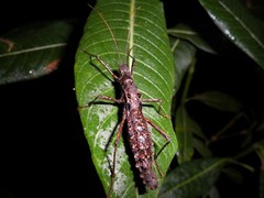 Ornatomorpha laciniatum