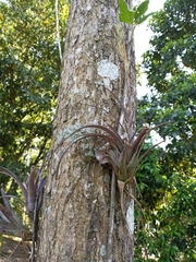 Tillandsia variabilis