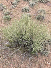 Tetradymia glabrata