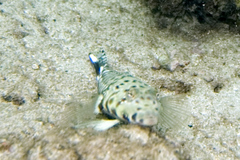 Parapercis millepunctata