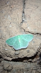 Synchlora concinnaria