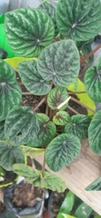 Peperomia caperata