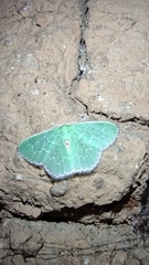 Synchlora concinnaria