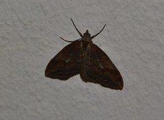 Chesias isabella