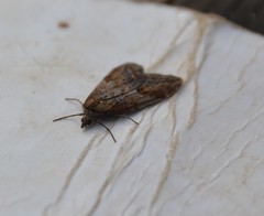 Chesias isabella
