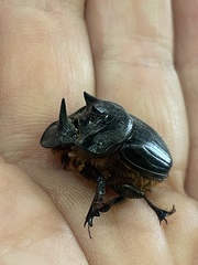 Onthophagus mniszechi
