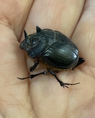 Onthophagus mniszechi