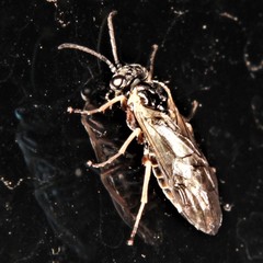 Periclista
