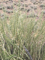 Tetradymia glabrata