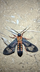 Cosmosoma sectinota