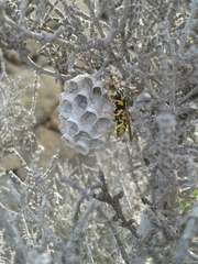 Polistes dominula