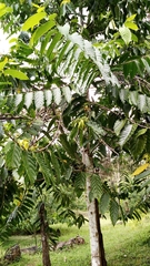 Cananga