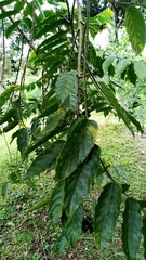 Cananga