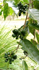 Cananga