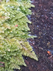 Ctenidium molluscum