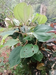 Phyllagathis rotundifolia