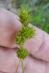 Carex reniformis