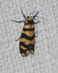 Scaptesyle equidistans