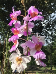Papilionanthe