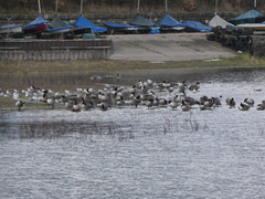 Branta canadensis