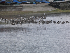 Branta canadensis