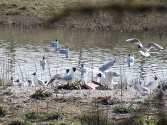 Chroicocephalus ridibundus