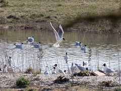 Chroicocephalus ridibundus