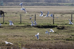 Chroicocephalus ridibundus