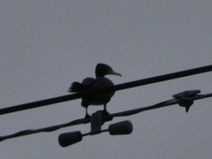 Phalacrocorax carbo