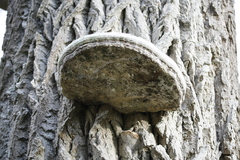 Agaricomycetes