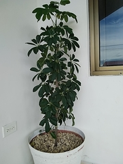 Schefflera arboricola image
