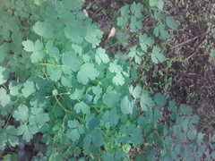 Thalictrum decipiens