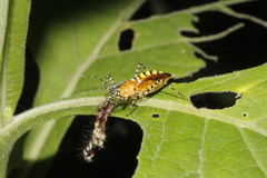 Dysschema leucophaea