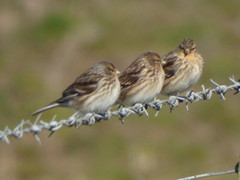 Linaria flavirostris