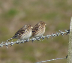 Linaria flavirostris