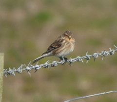 Linaria flavirostris