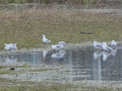 Chroicocephalus ridibundus