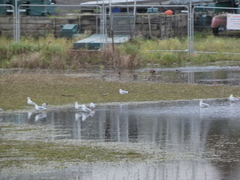 Chroicocephalus ridibundus