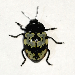 Iphiclus bremei