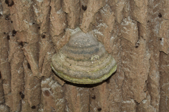 Agaricomycetes