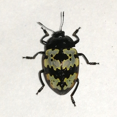 Iphiclus bremei
