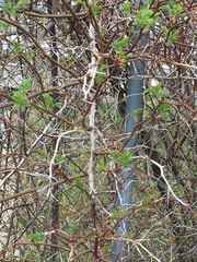 Rosa multiflora