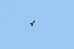 Accipiter ovampensis