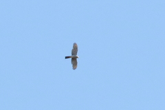 Accipiter ovampensis