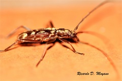 Mallocera glauca